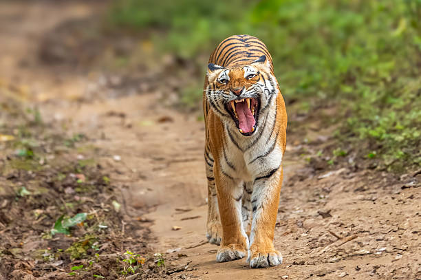 Jim Corbett National Park Travel Guide: India’s First National Park Jim Corbett